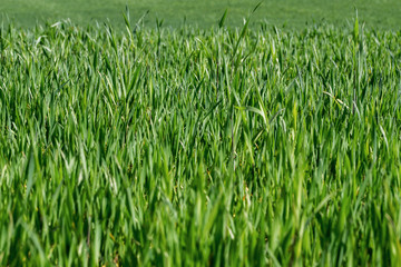 Green field with Beautiful juicy young spring summer green gras.Wheat field