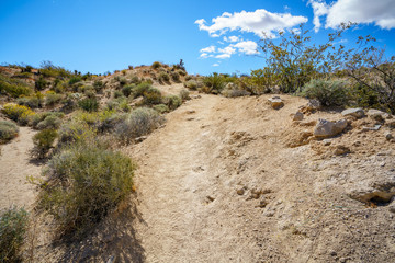 hiking the lost palms oasis trail in joshua tree national park, california, usa