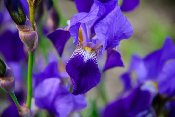 
purple iris
