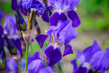 
purple iris