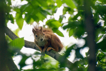 Concept of connection with adorable natural animals