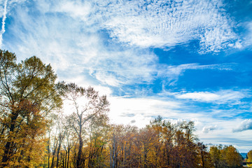Clouds and Trees