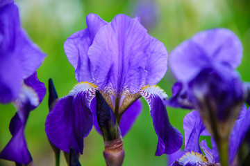 
purple iris