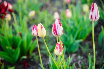 
blooming tulips