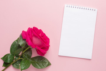 Notebook and dark pink rose on a pink background