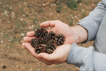 Dry cones in male hands. holding pine cone, closeup. Concept save the forest.