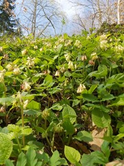 green leaves in the forest