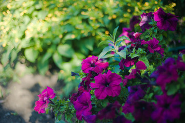 flowers in the garden