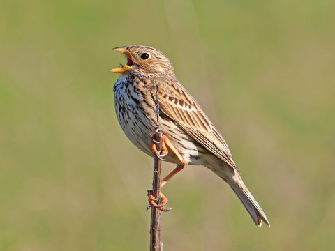 The Corn Bunting bird singing, Miliaria calandra