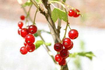 Bouquet of red currant berries on a branch. Selective focus