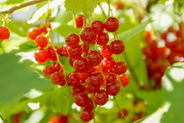 Bouquet of red currant berries on a branch. Selective focus