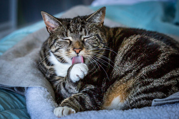 Obraz na płótnie Canvas A Tabby Cat Grooming Her Paw