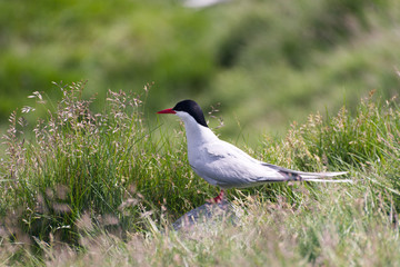 Concept of connection with adorable natural animals
