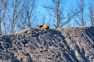 Homeless mongrel dog resting on a pile of gravel