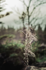 landscape pine forest at sunset on the lake
