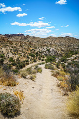 hiking the lost palms oasis trail in joshua tree national park, california, usa