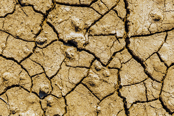 Background of the cracked dry barren soil. Global warming concept