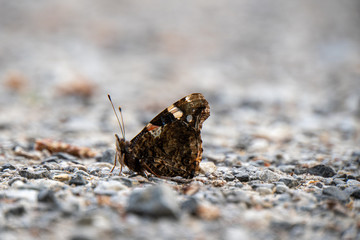 Schmetterling sitzt auf einem Kiesboden