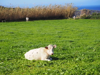 OLYMPUS DIGITAL CAMERA © Lucy