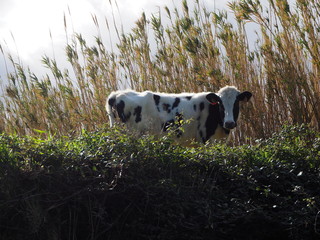 OLYMPUS DIGITAL CAMERA © Lucy