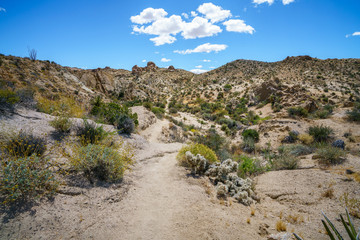 hiking the lost palms oasis trail in joshua tree national park, california, usa