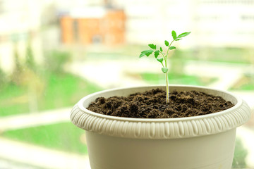 Young tomato sprout in a pot on windowsill.