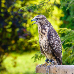 Falcon sits on pedestal in the park