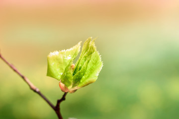 Young spring bud on a branch, Against the background beautiful card. blurred greenbokeh background. concept of growth, dawn, awakening. Life revival concept, horizontal photo