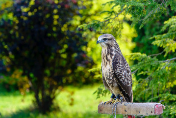 Falcon sits on pedestal in the park