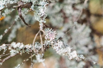 moss on trees and grass in the forest