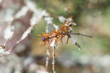 landscape pine forest at sunset on the lake