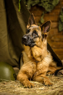 a large purebred shepherd carefully looks with his eyes behind the target. 