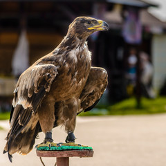 Eagle spreads its wings on pedestal in park