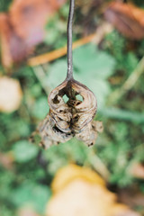 drought and dry plant in the forest sheet