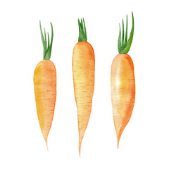 Three watercolor carrots isolated on white background. Hand-drawn illustration. Fresh raw vegetables from garden. Healthy food. Orange roots. Decorative elements for kitchen textile and menu design