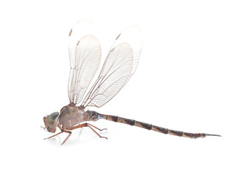 dragonfly isolated on a white background