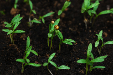 Homegrown garden, green sprouts of spicy herbs