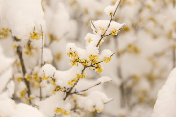  blossom in spring covered with snow, cold spring