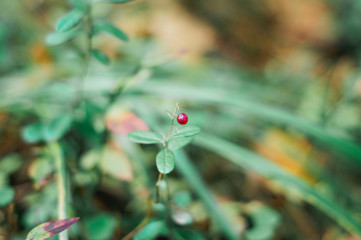 red berry cranberry in the forest