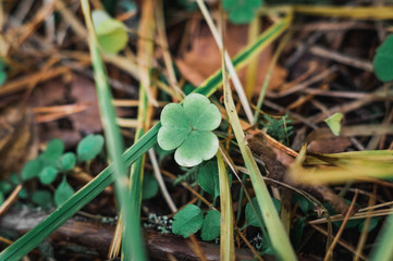 clover happy flower trefoil