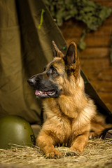 a large purebred shepherd carefully looks with his eyes behind the target. 