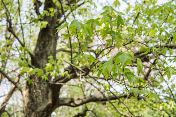 Fototapeta premium トウカエデの若葉／Acer buergerianum 