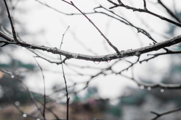 wet branch in the forest in the rain