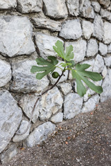 Fig tree growing from a stone wall