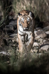 corbett wild male bengal tiger extreme close up coming head on Fine art image or portrait at dhikala zone of jim corbett national park or tiger reserve, uttarakhand, india - panthera tigris	