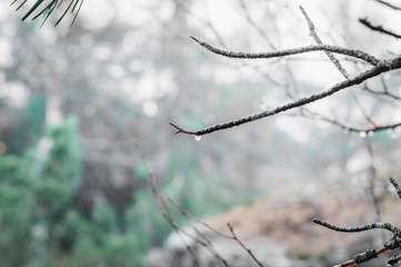 wet branch in the forest in the rain