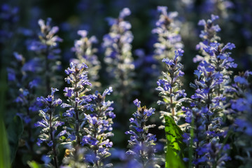Ajuga reptans perennial plant with blue flowers