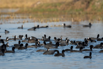Eurasian coot or common coot or Australian coot or Fulica atra flock or group floating in blue water during winter migration at keoladeo national park or bird sanctuary, bharatpur, rajasthan, india