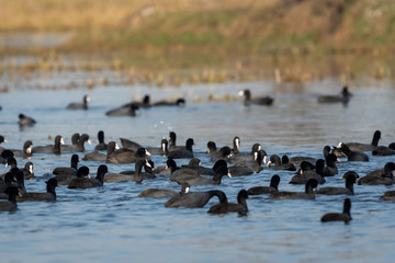 Eurasian coot or common coot or Australian coot or Fulica atra flock or group floating in blue...