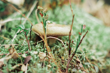 various fungi and parasites in the forest 